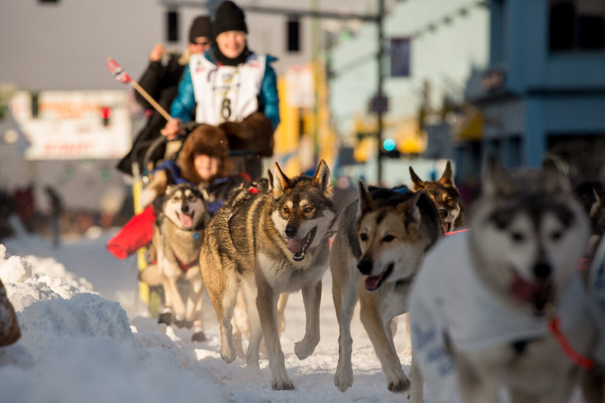 Dog team, Iditarod 2014 start