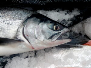 Close-up view of a recently-caught Alaska silver salmon.