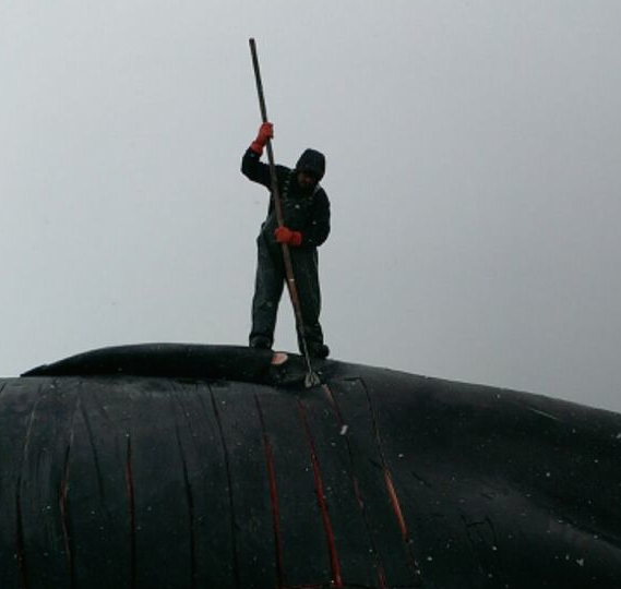 Ronald Kingeekuk butchers the whale. Photo: Darcie Kingeekuk on May 5, 2014.