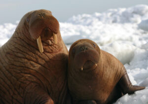 Walrus and calf. Photo courtesy of NOAA.