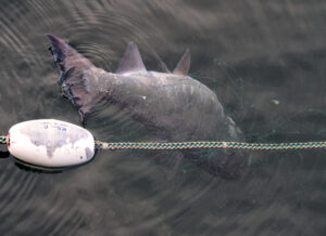Salmon caught in gillnet. Photo: Ingrid Taylar via Flickr Creative Commons.