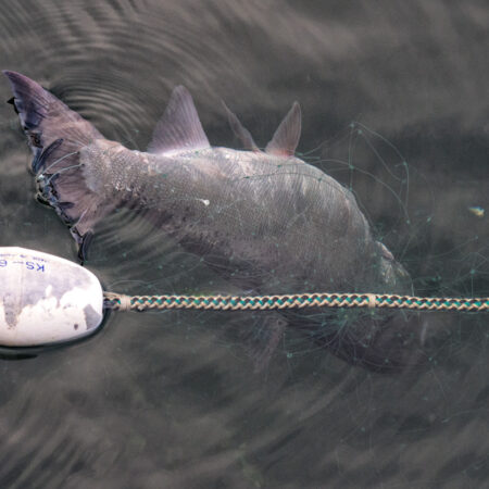 Salmon caught in gillnet. Photo: Ingrid Taylar via Flickr Creative Commons.
