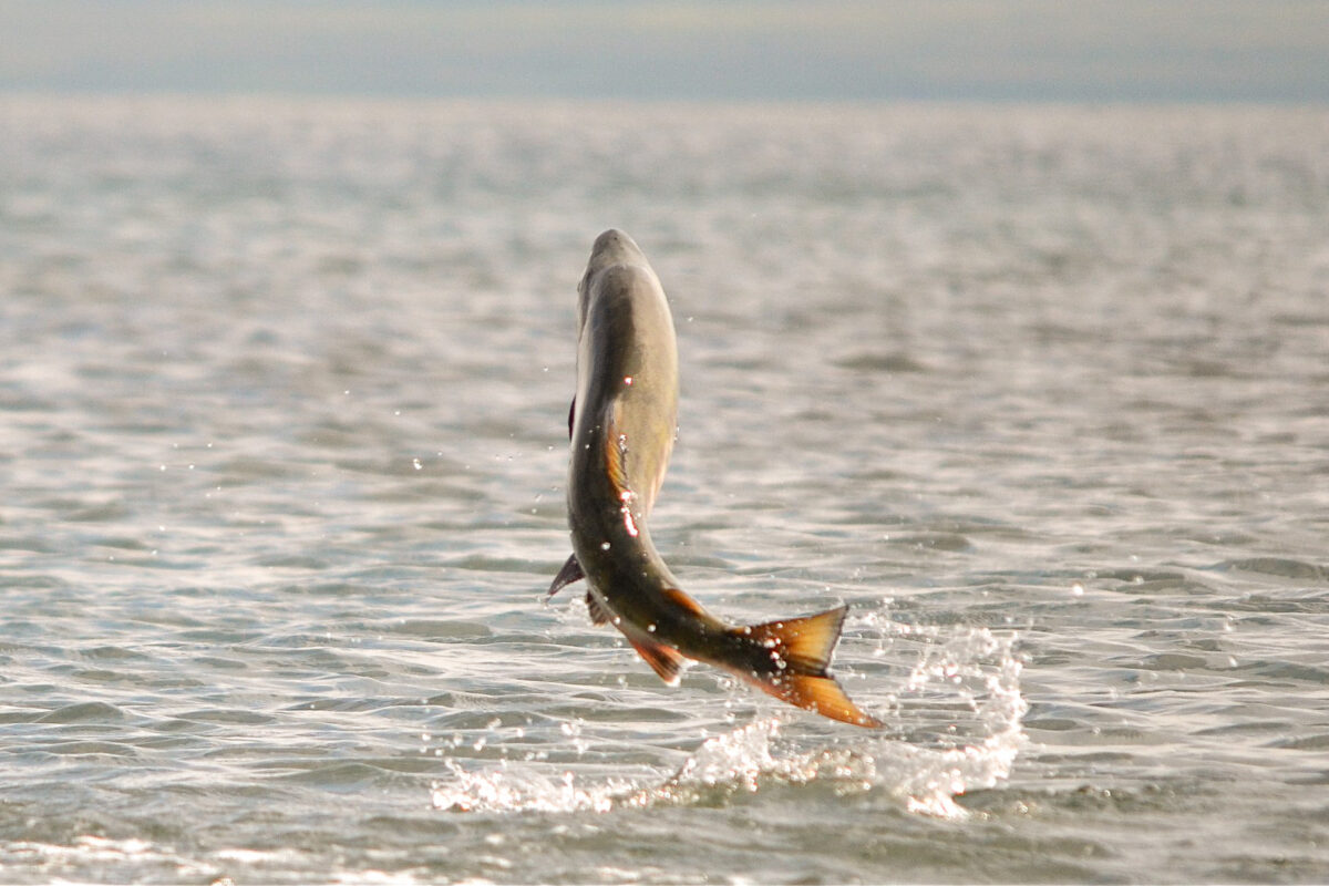 Chum salmon leaping near Cold Bay, AK. Photo: K. Mueller, U.S. Fish and Wildlife Service.