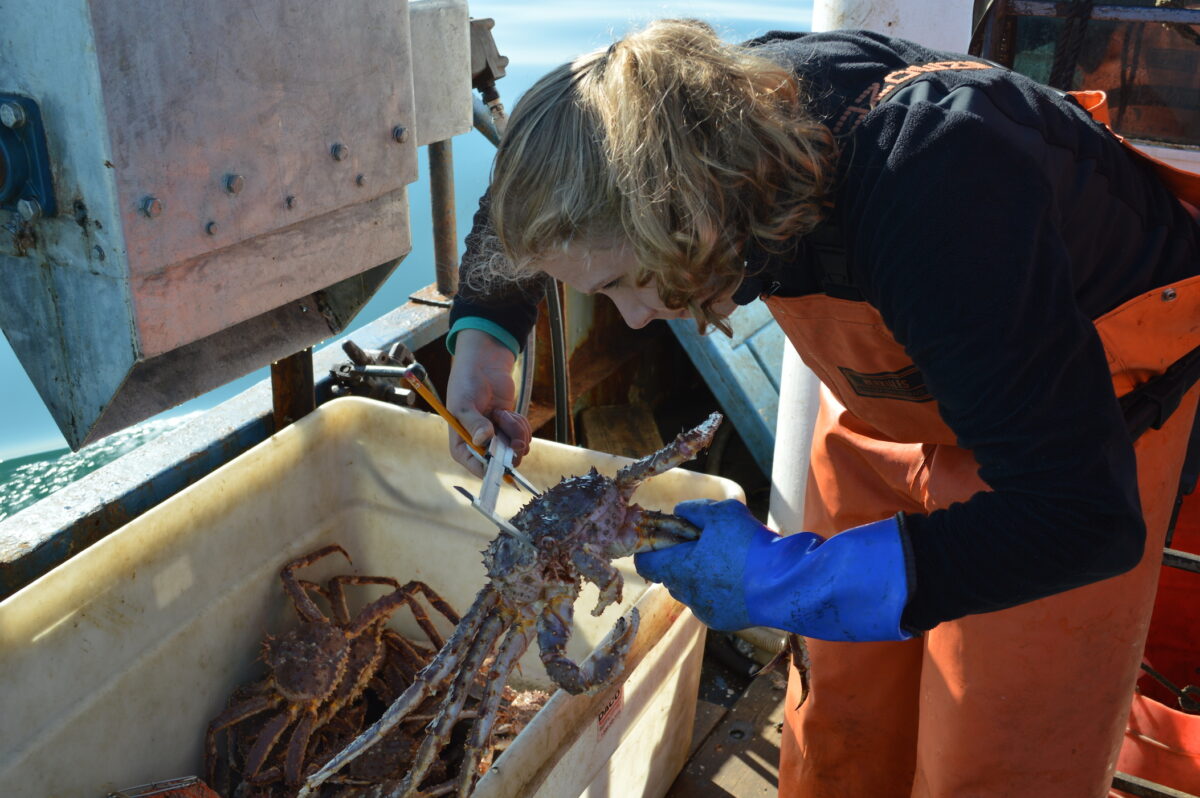 ADF&G observer Anneliese Moll measures the carapace of an eastern Norton Sound red king crab. Photo: Jenn Ruckel, KNOM.