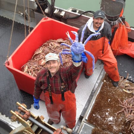 As seen in the Nome Nugget, crab fisherman Frank McFarland holds up a rare blue-colored red king crab that he caught in his commercial crabbing pots, as Frank Kavairlook Jr. looks on. Photo: Scott Kent, ADFG.