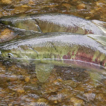 Chum salmon. Photo: U.S. Fish and Wildlife Service.