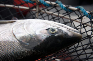 A close-up view of a silver salmon, caught in a net.