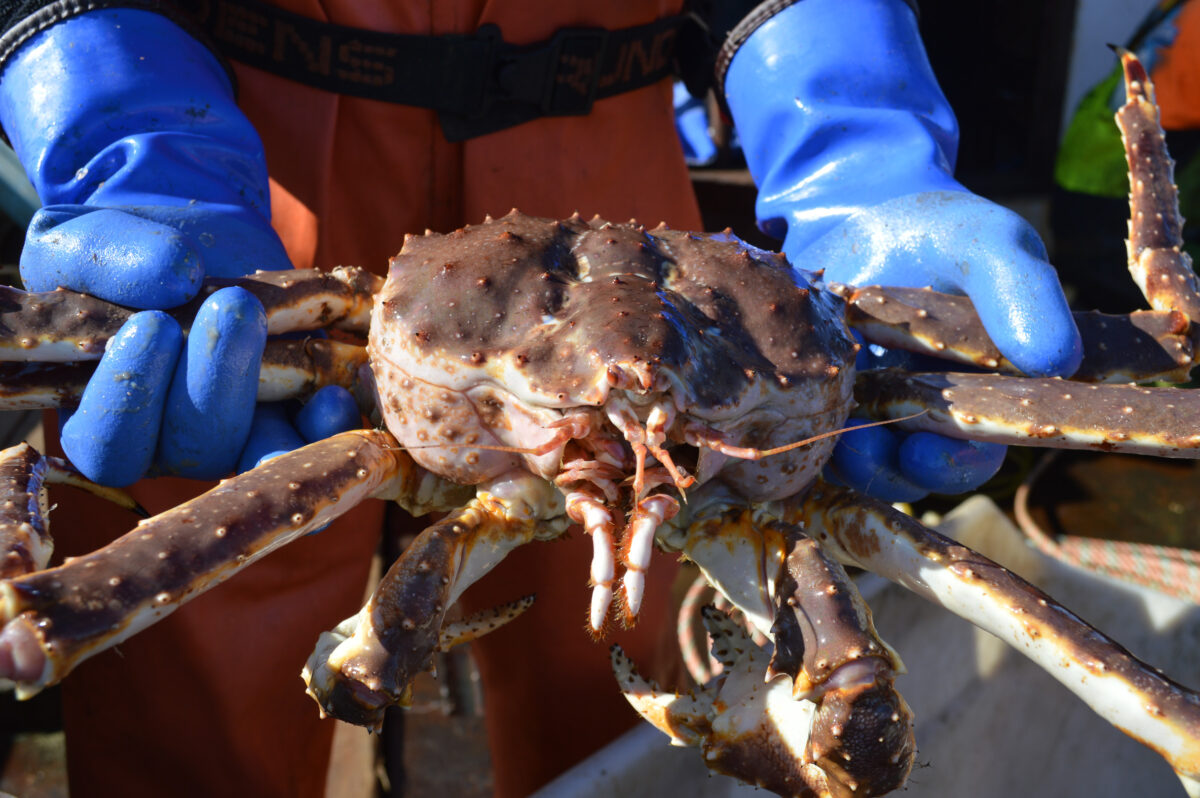 Norton Sound red king crab. Photo: Jenn Ruckel, KNOM