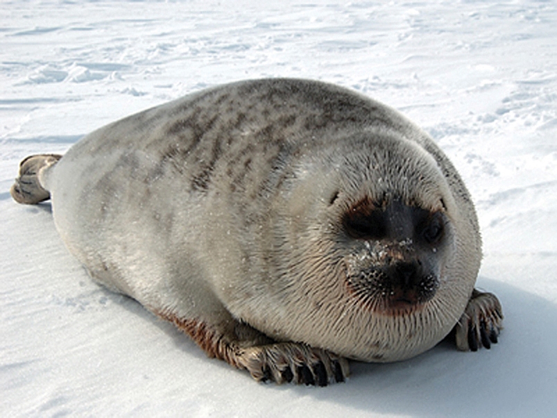 About 350,000 square miles of "critical habitat" for ringed seals would be protected under the proposal Photo: NOAA Fisheries.