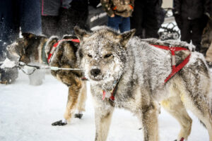 Snowy sled dog, Ambler