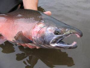 A silver / coho salmon, held just out of the water