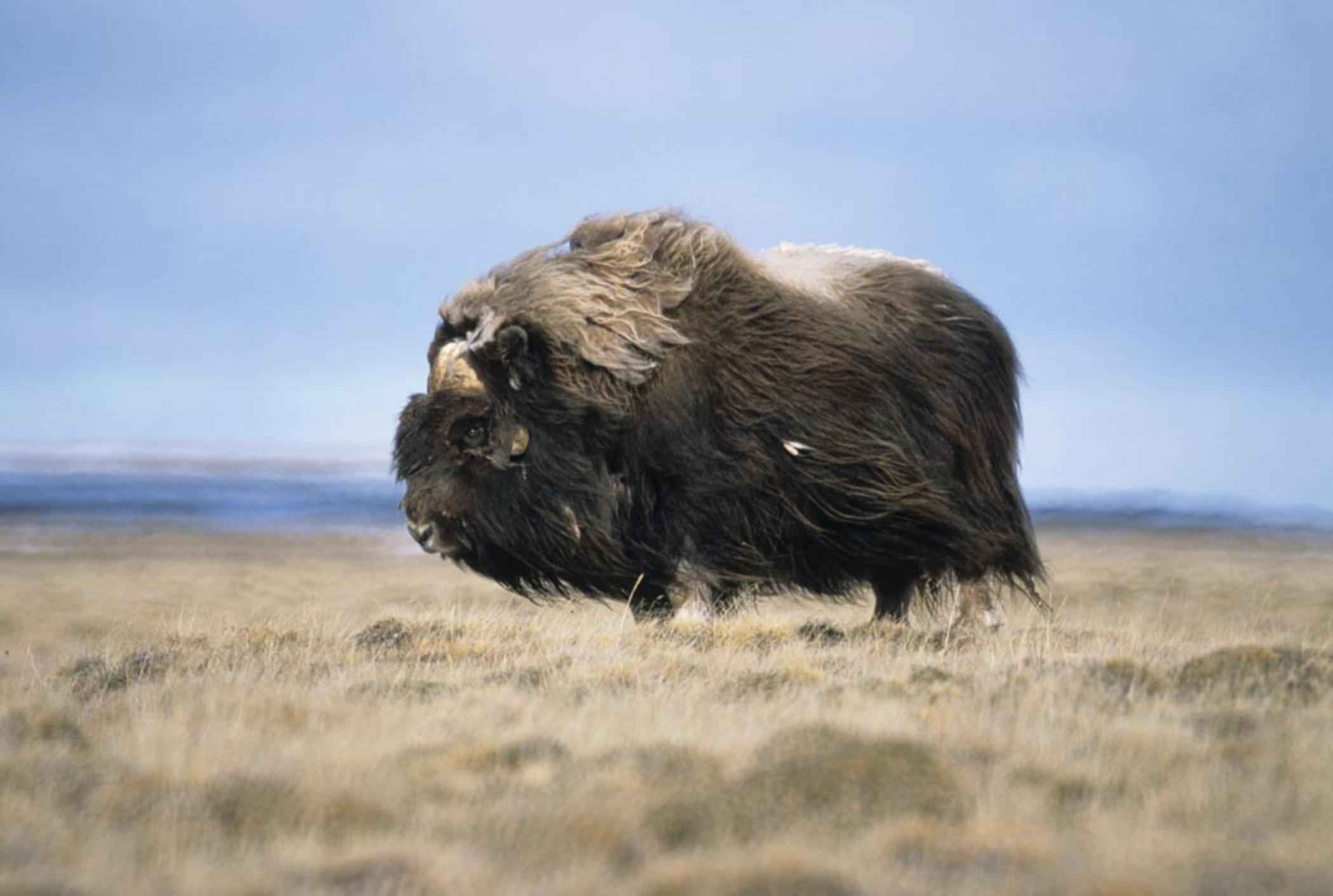 A bull muskox. Photo: Tim Bowman, U.S. Fish and Wildlife Service.