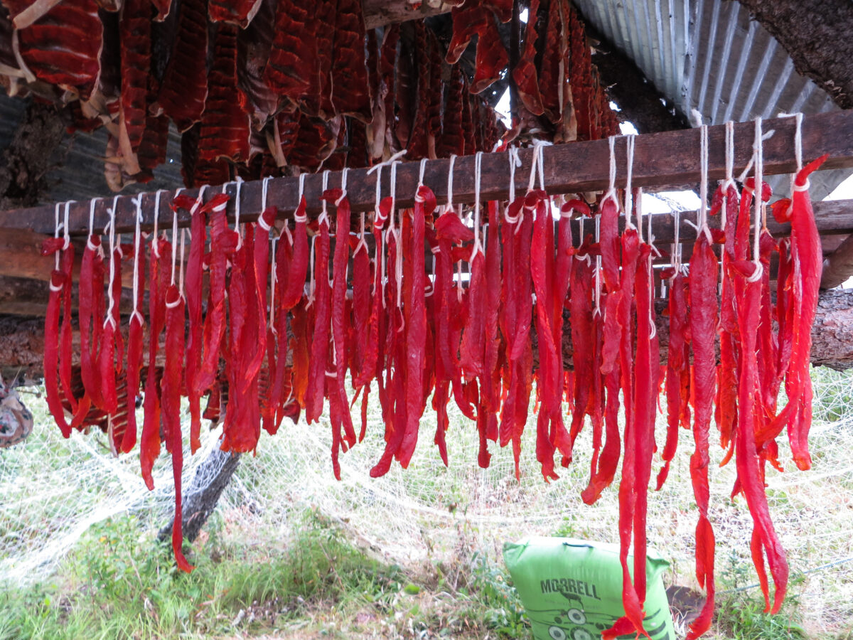 Strips of salmon drying at camp before they can be smoked. Photo: KNOM file.