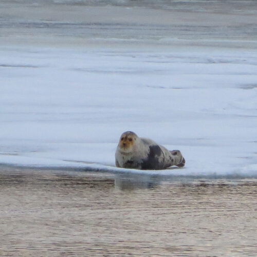 A seal on the ice at Nome's small boat harbor. Photo: Laura Kraegel, KNOM.