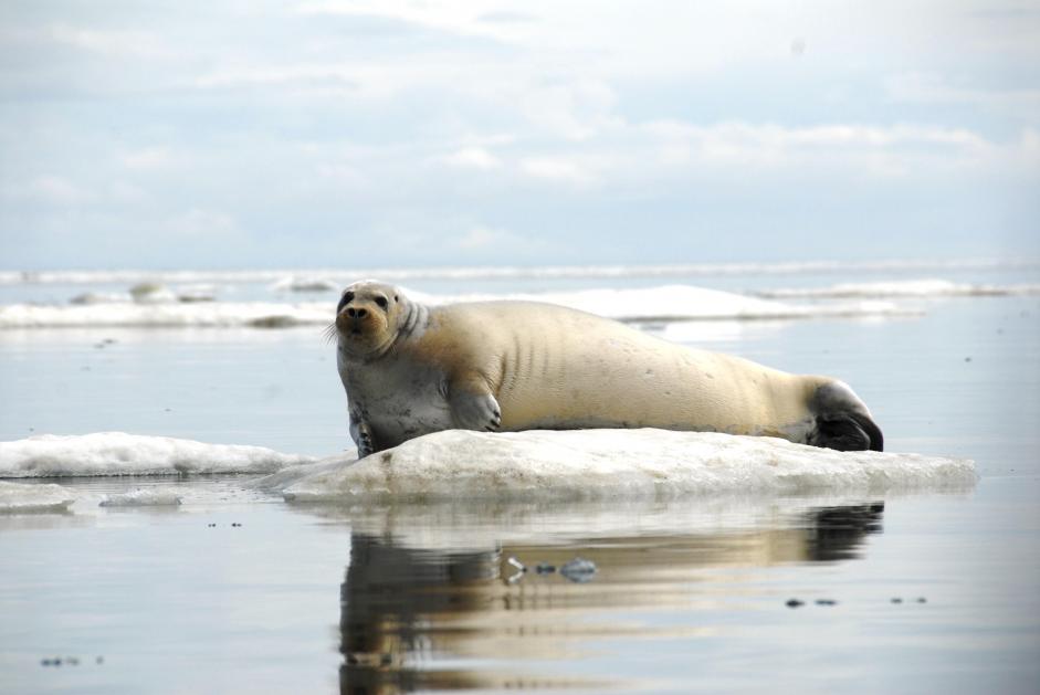 Bearded seal on Alaska sea ice