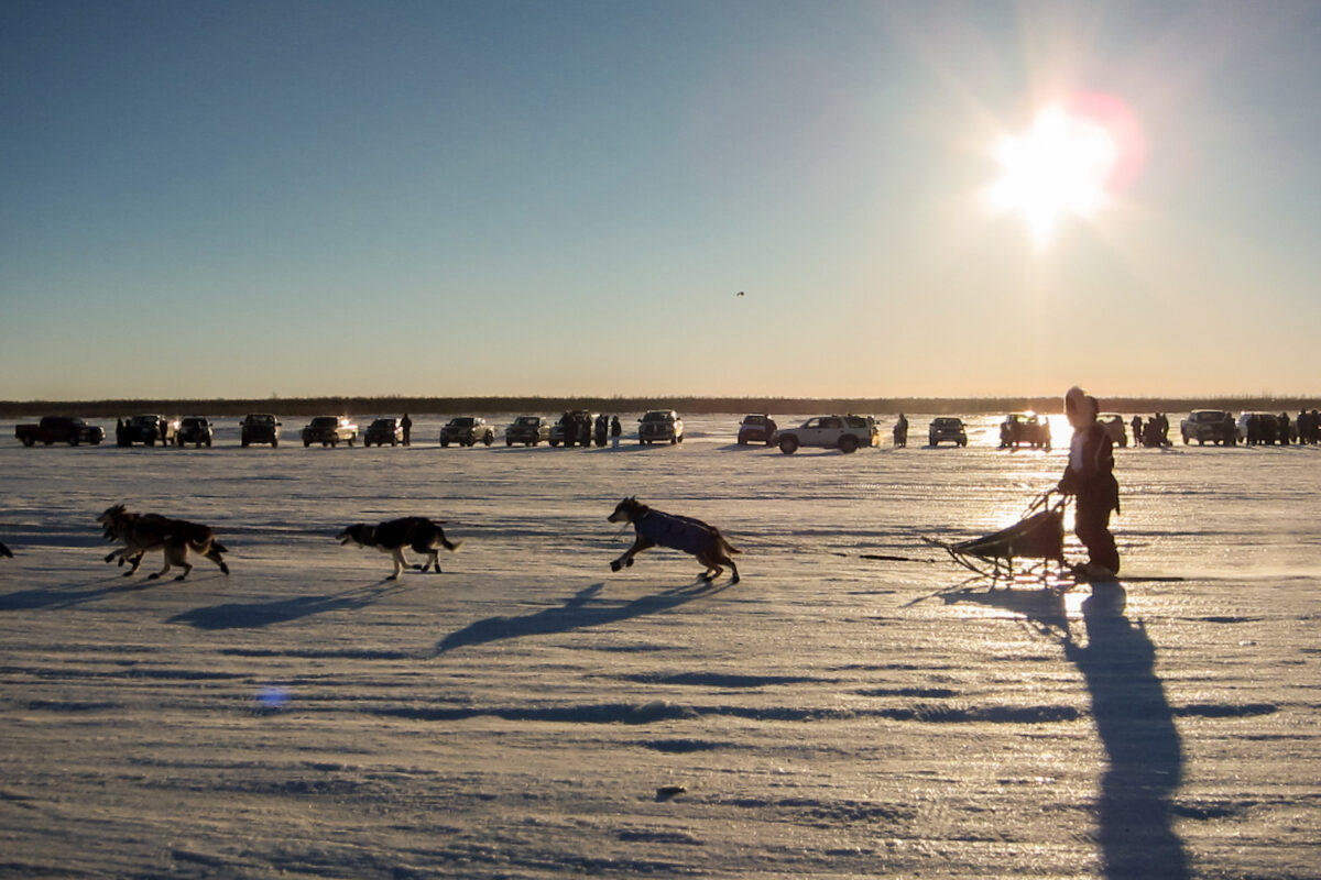 Sled dog team in Bethel, Alaska