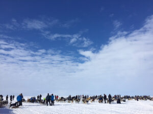 Racers At The Starting Line of the 2016 Kobuk 440 Photo: Emily Schwing, KNOM.