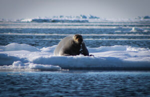 A bearded seal, or ugruk, on the sea ice. Photo Credit: Kawerak Subsistence Program, used with permission.