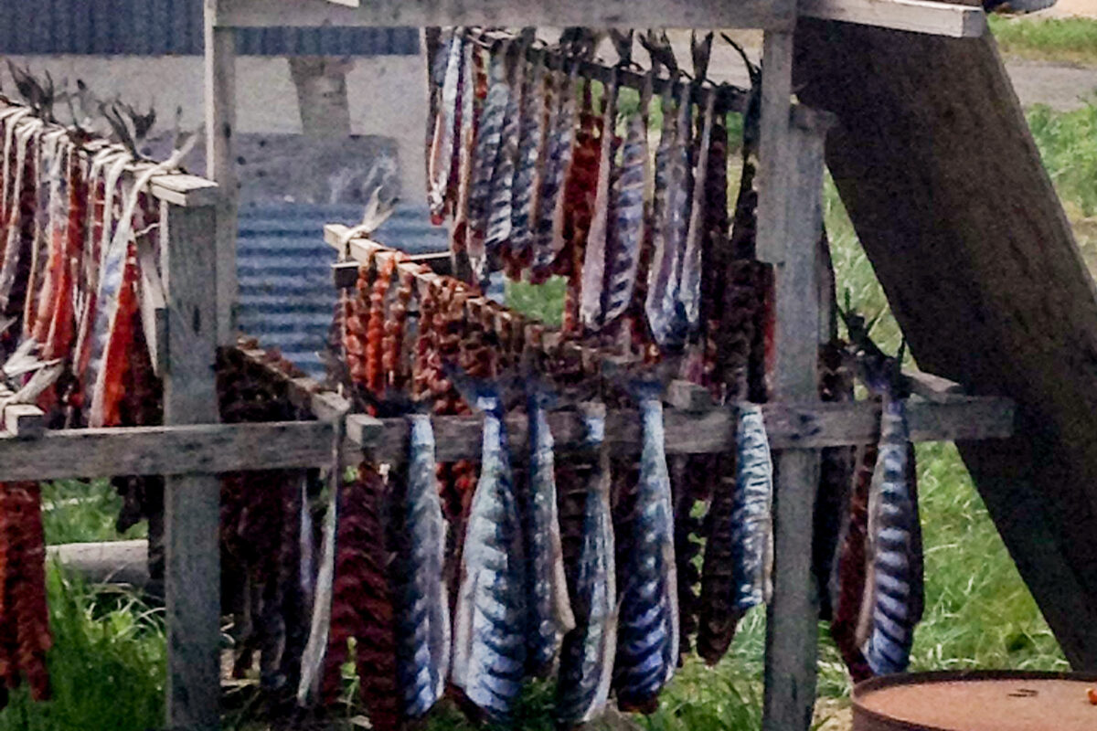 Salmon hangs from a wooden rack to dry.