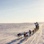 An Iditarod musher nears the outskirts of Nome, just a few miles from the finish line.