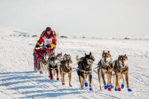 Iditarod musher Mitch Seavey and his sled dogs, mushing on a snowy tundra landscape.