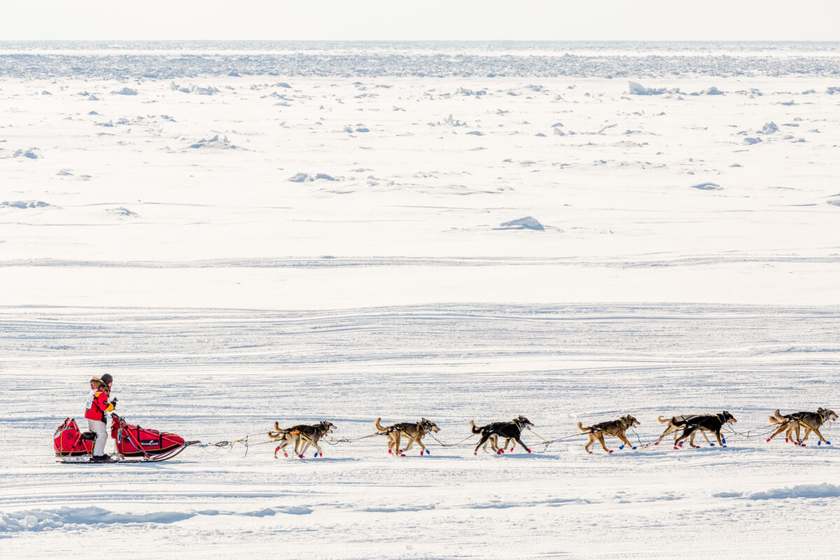 Mitch Seavey's team on the Bering Sea ice