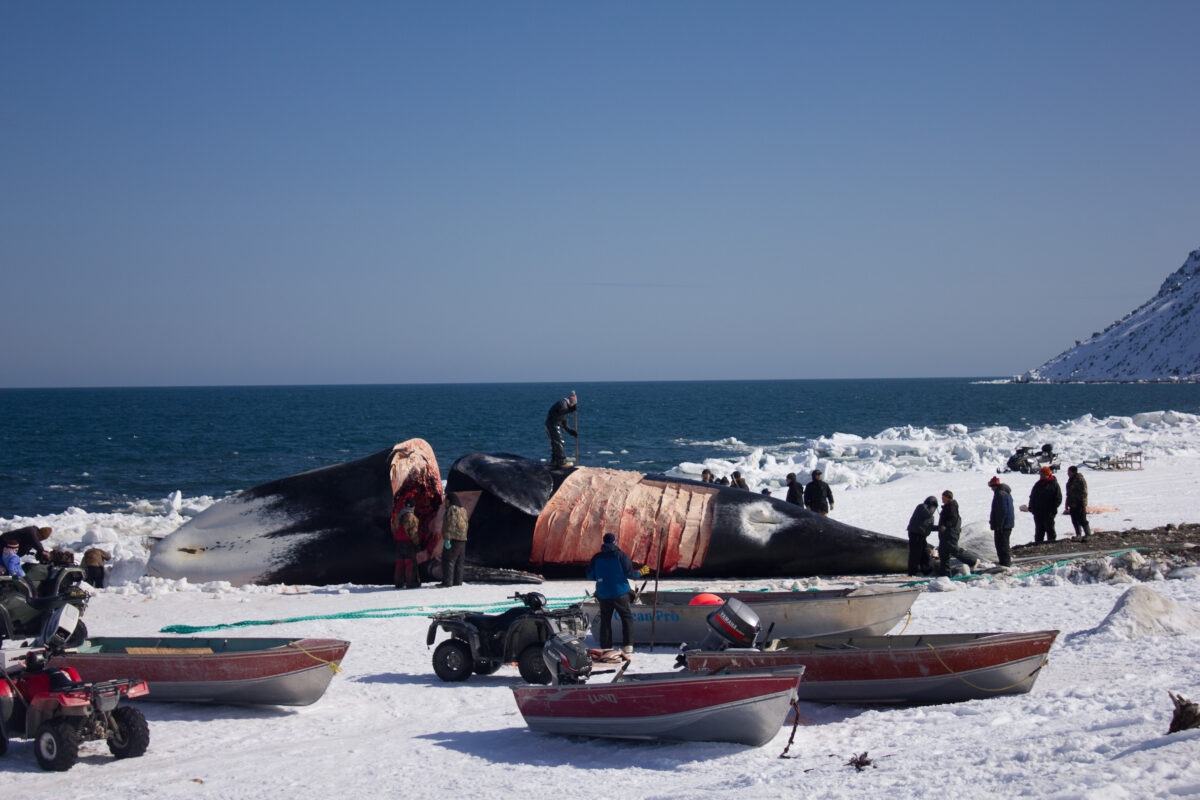Chris Apassingok was the striker who landed this 200 year old female bowhead whale for his family and community. Photo Credit: Karen Trop, KNOM (2017)