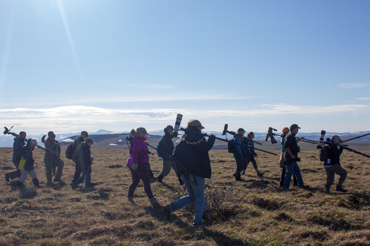A group of birders in pursuit of the bristle-thighed curlew.