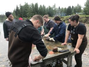 Educators new to Alaska try their hand at cutting fish during Cultural Camp for Educators.