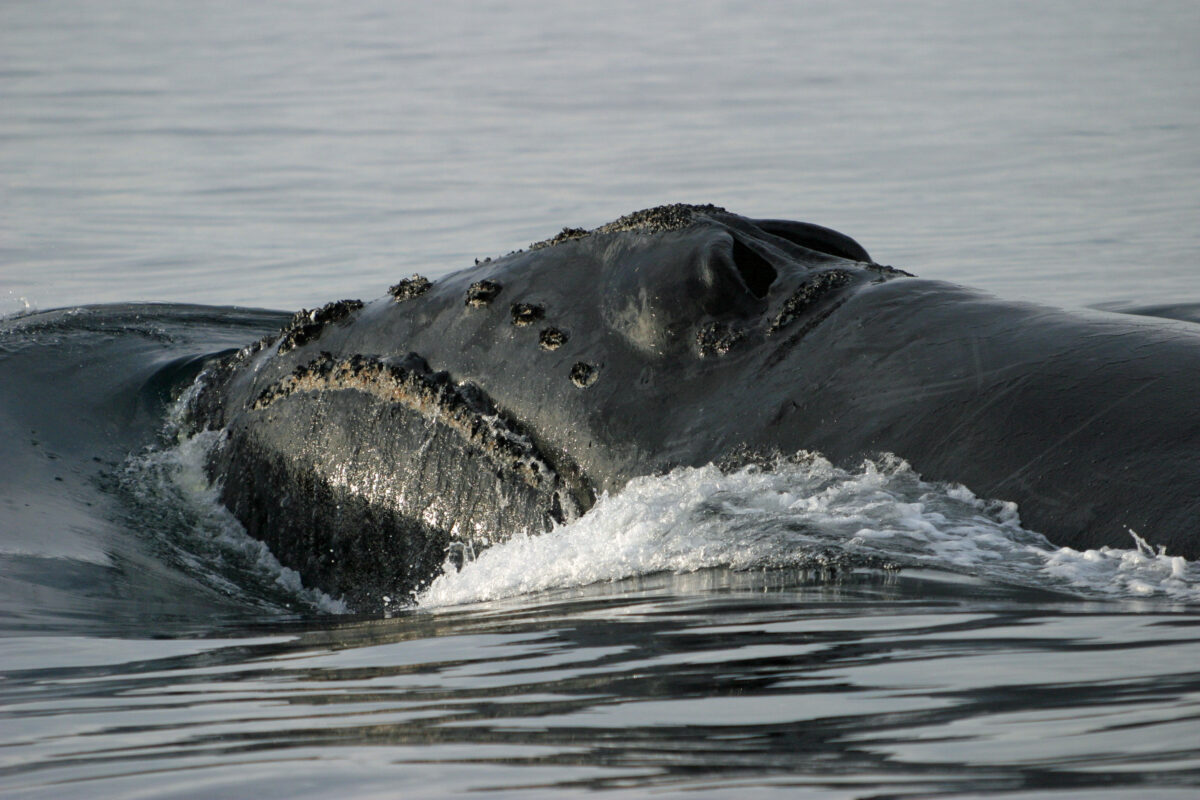 An extremely rare North Pacific right whale takes a breath at the surface of the ocean.