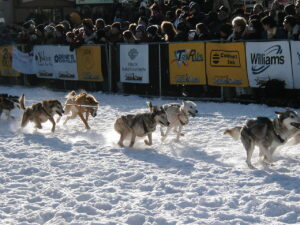 A group of sled dogs dashes over the snow in front of a crowd behind white and yellow barriers.