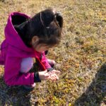 A young girl examines a crowberry with a hand lens in Shishmaref.