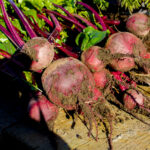 Freshly harvested beets from Pilgrim Produce, at the Pilgrim Hot Springs site.