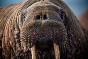 Close up of the face and tusks of a walrus.