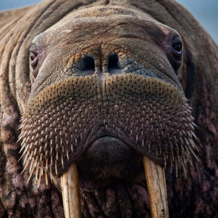Close up of the face and tusks of a walrus.