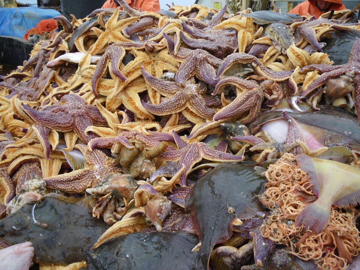 Purple and yellow sea stars and other species after being trawled from the bottom of the Bering Sea