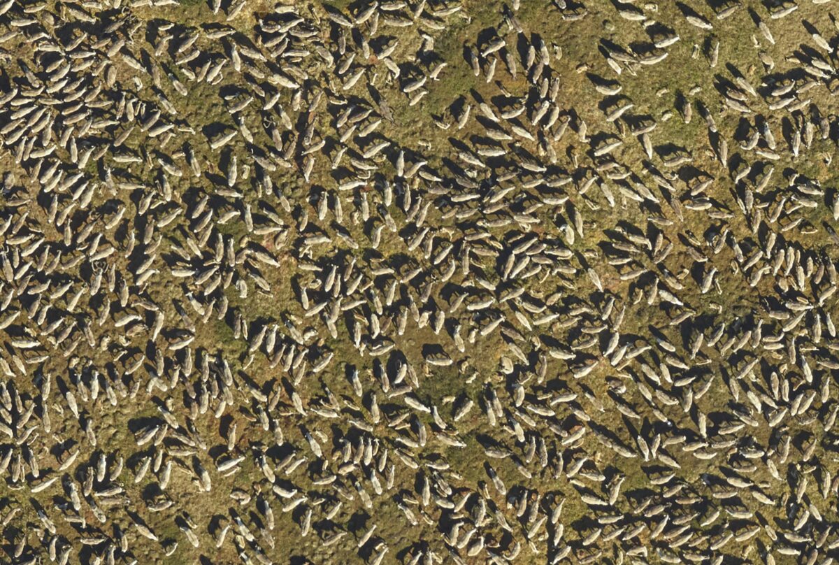 Aerial view shot of a herd of caribou.