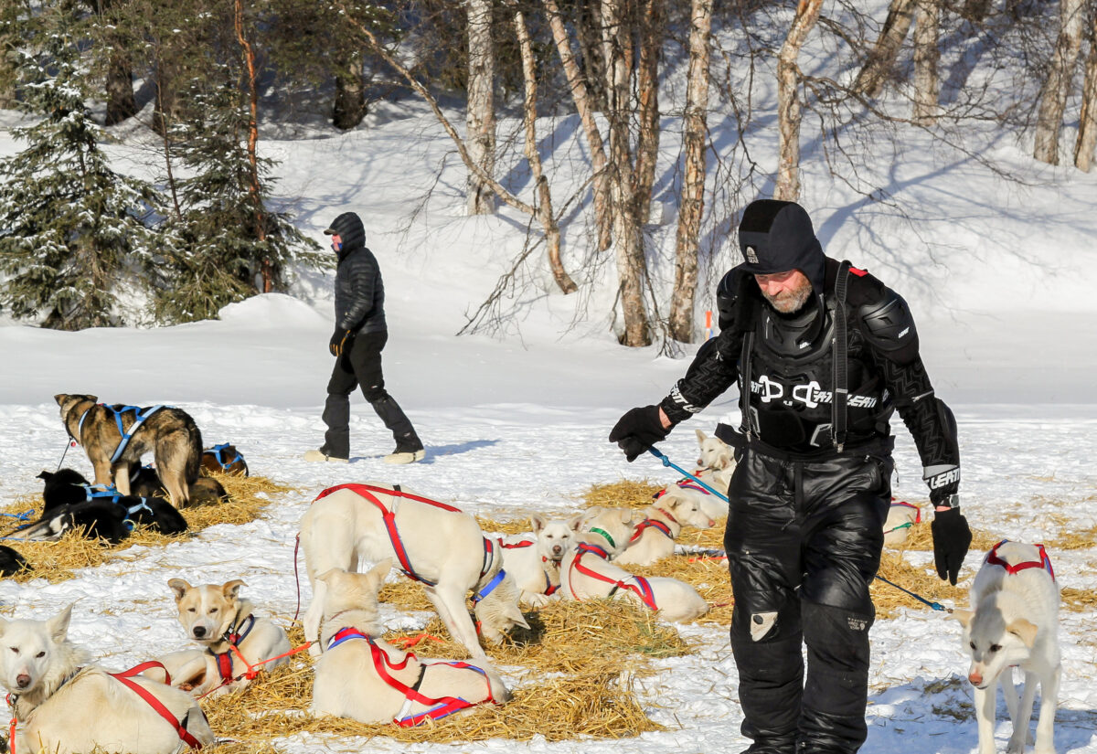 Sled dog musher walks among his team wearing protective gear.