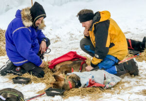 Two men in parkas kneel over resting sled dogs