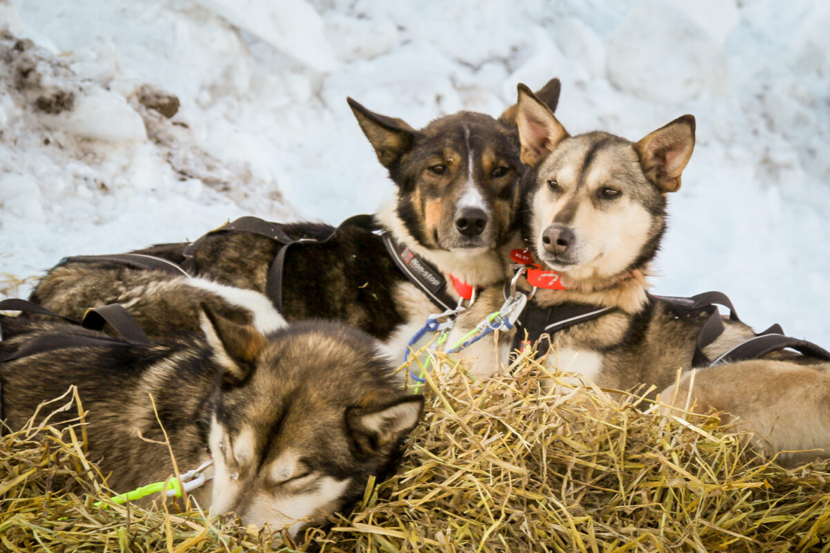 Three sled dogs resting on a bed of straw in Unalakleet
