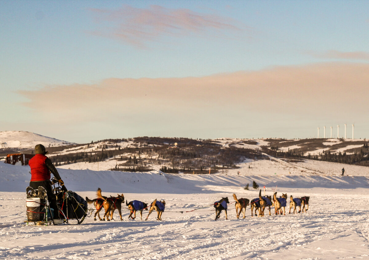 Iditarod musher leaving Unalakleet, with snowy landscape in the distance