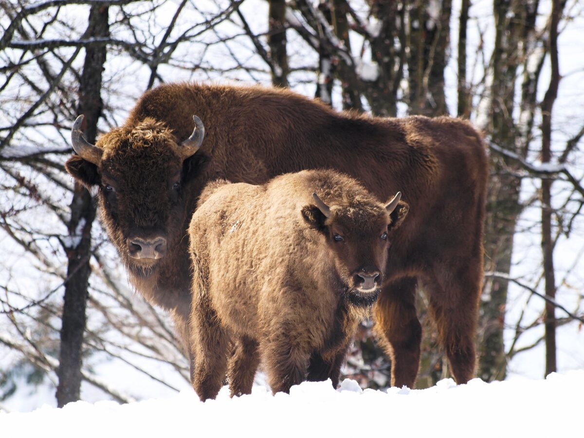 Two bison, an adult and calf, stand against a snowy landscape.