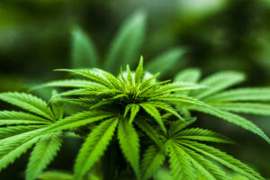Close-up / macro shot of vibrant green hemp / marijuana plant.