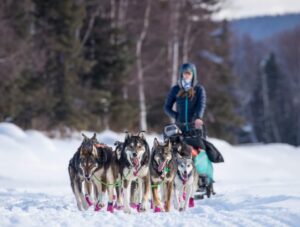 Emily Maxwell's dog team pulls her along a snowy trail.
