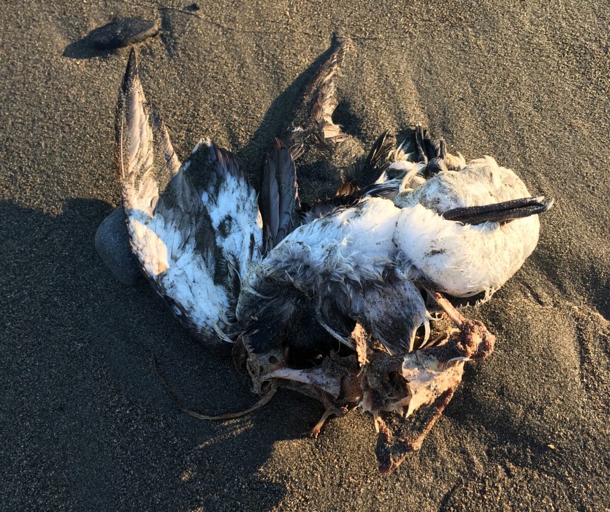 A dead murre lies on the sand where it washed ashore in Nome in June 2018.