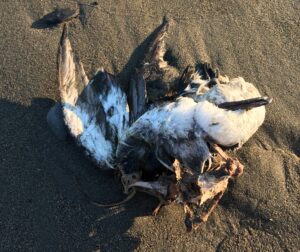 A dead murre lies on the sand where it washed ashore in Nome in June 2018.