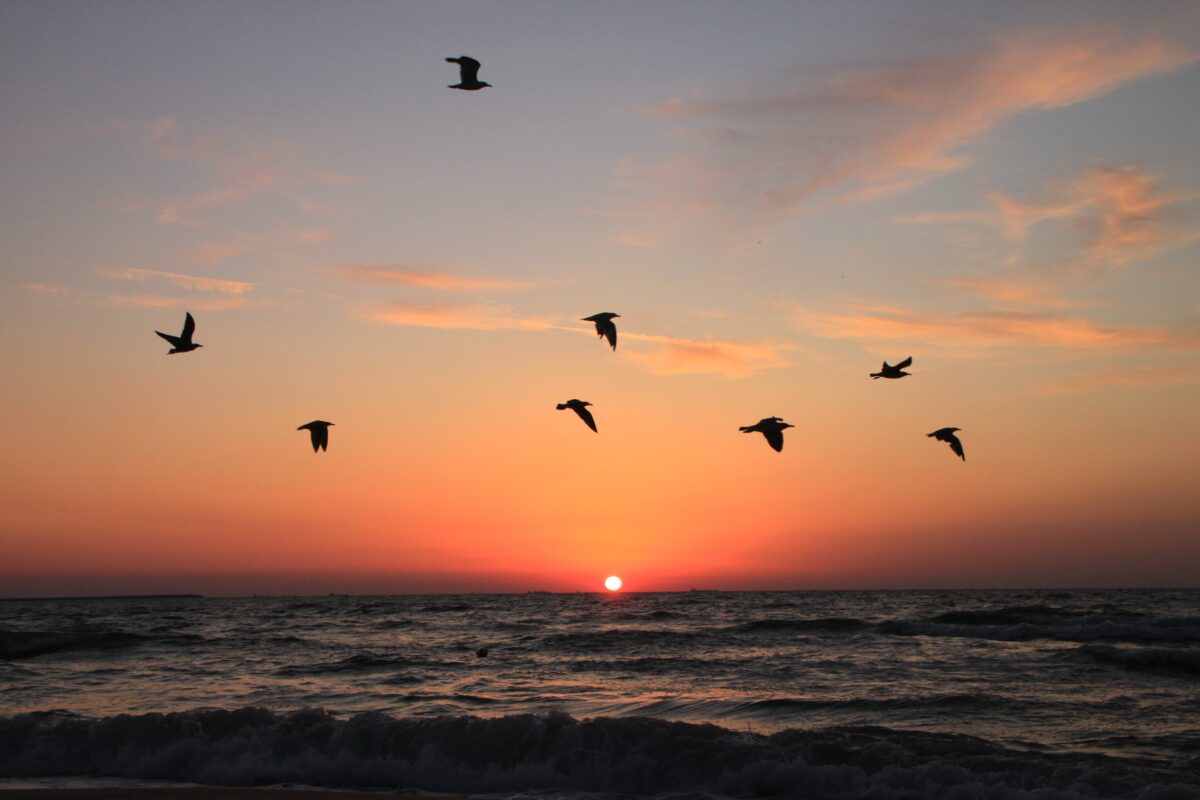 Silhouettes of seabirds flying above an ocean at sunset.