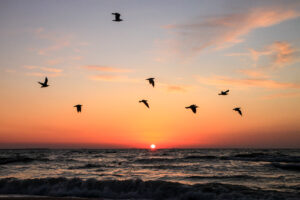 A landscape of a sun setting over the ocean, with flying seabirds in silhouette in the foreground.