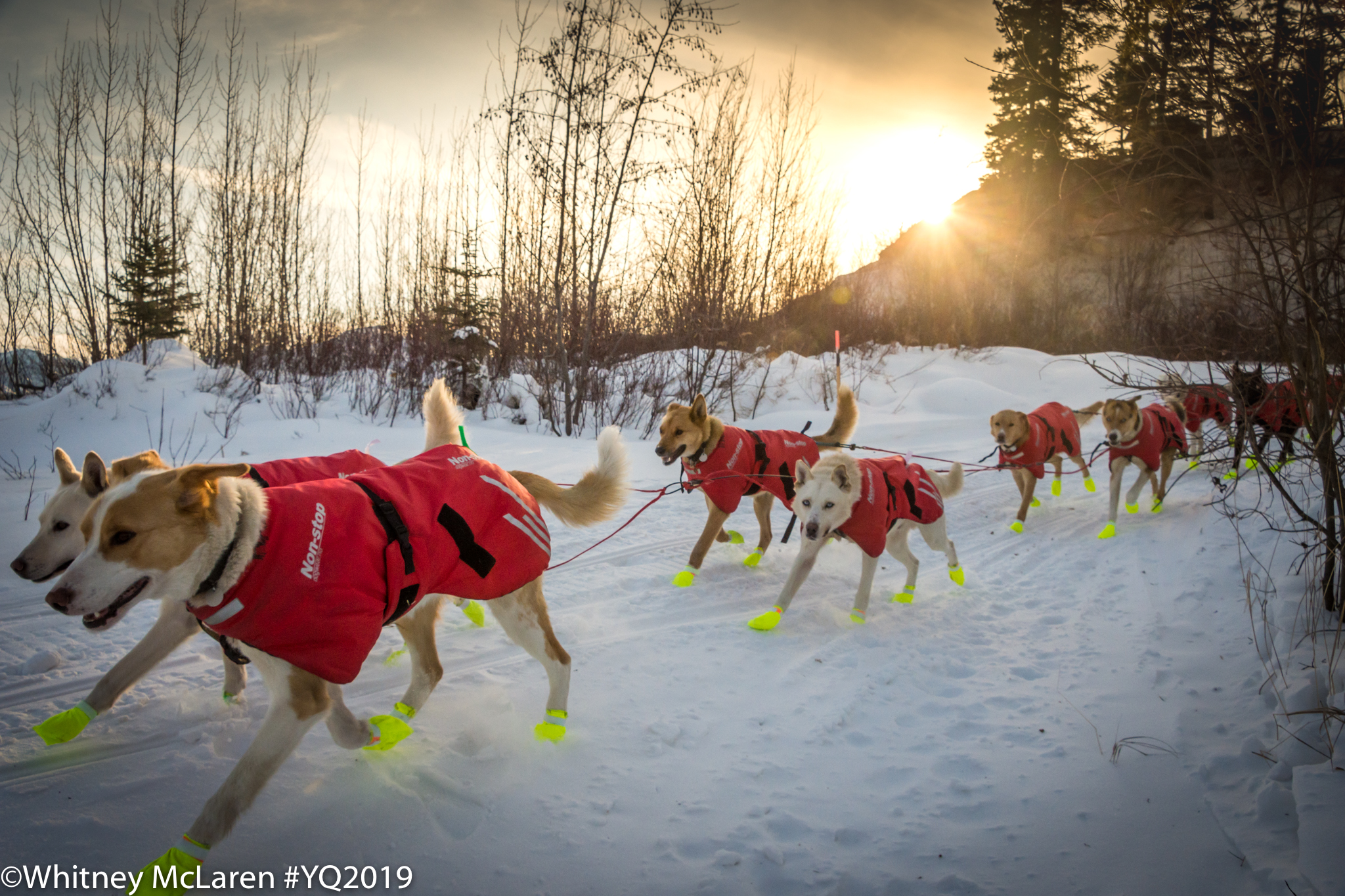 Sled dogs, wearing red jackets and neon-yellow booties, mush down a snowy trail with the sun low on the horizon over mountains in the background.