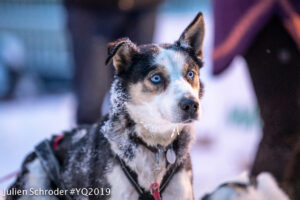 Portrait of a sled dog in harness with blurred background